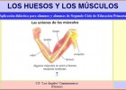 Huesos y músculos | Recurso educativo 34600