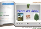 Partes del árbol | Recurso educativo 36236