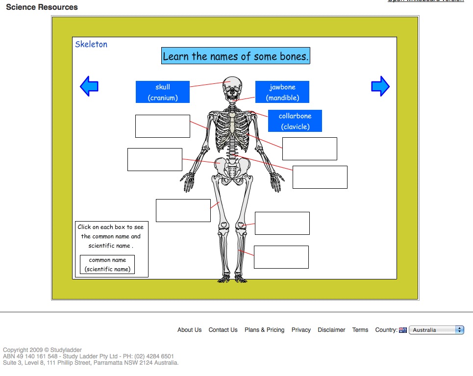 Skeleton | Recurso educativo 42134