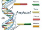 4 bases para un ADN | Recurso educativo 44783