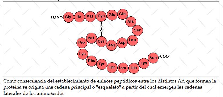 L'estructura de les proteïnes | Recurso educativo 48979