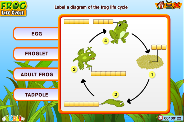 Frog life cycle | Recurso educativo 49562