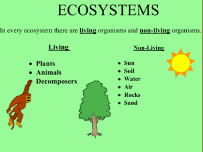 Ecosystems | Recurso educativo 50512