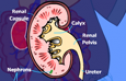Kidneys and bodily fluids | Recurso educativo 52756