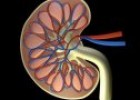 El riñón, una depuradora orgánica | Recurso educativo 54993