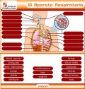 Aparato respiratorio | Recurso educativo 59195