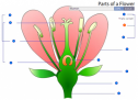 Quiz: Parts of flower | Recurso educativo 60075