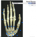 Quiz: Hand bones | Recurso educativo 60077