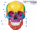Anterior skull bones | Recurso educativo 60310
