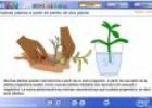 Nuevas plantas a partir de partes de otras plantas | Recurso educativo 1167