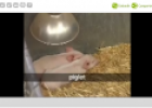 Video: Baby animals | Recurso educativo 15071