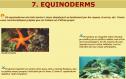 Equinoderms | Recurso educativo 25335