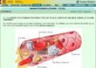 Las células sanguíneas | Recurso educativo 26734