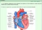 El corazón | Recurso educativo 26834