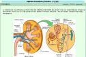 La estructura del riñón | Recurso educativo 27016