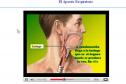 Vídeo: el aparato respiratorio | Recurso educativo 6647