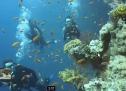 Vídeo: el fons del mar | Recurso educativo 8919