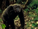 El Maravilloso Mundo de los Animales: Los Chimpances | Recurso educativo 70853