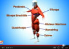 Video: The muscular system | Recurso educativo 77198