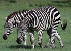 2 zebras | Recurso educativo 94239