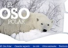 El oso polar | Recurso educativo 107241