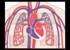 El sistema circulatorio | Recurso educativo 115460