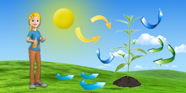 La fotosíntesis | Recurso educativo 403775