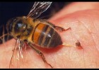 ¿ Por qué mueren las abejas cuándo pican? ¿Y las avispas? | Recurso educativo 495181