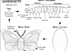 Silkworm Moth Printout - EnchantedLearning.com | Recurso educativo 676095