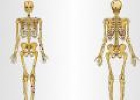 Esqueleto del Cuerpo Humano | Recurso educativo 677305