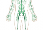 imaxe dos elementos do sistema nervioso | Recurso educativo 684026