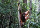 La vida de los Orangutanes | Recurso educativo 688379