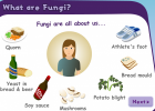 All about fungi | Recurso educativo 724756
