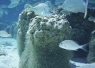 Nature fact sheets - Stromatolites of Shark Bay | Recurso educativo 724898