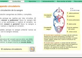 La circulación de la sangre | Recurso educativo 725315