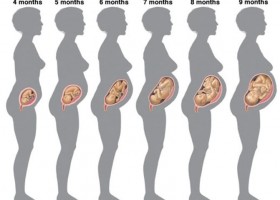 Etapas del desarrollo del embrión | Recurso educativo 725475