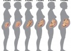 Etapas del desarrollo del embrión | Recurso educativo 725475