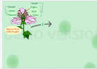 Life Cycle of a Seed Plant | Recurso educativo 725829