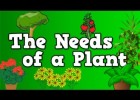 Plants | Recurso educativo 54808