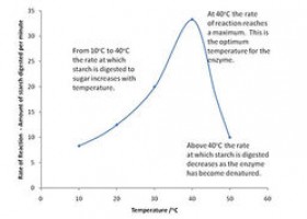 Rate of digestion | Recurso educativo 733628