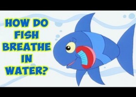 How Do Fish Breathe In Water? | Recurso educativo 736800