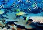 Arrecifes de coral e factores que os ameazan | Recurso educativo 741361