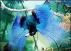 Birds of Paradise | Recurso educativo 741607