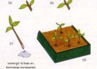 La reproducción artificial de las plantas. | Recurso educativo 742838