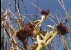 Wild orchid wasp mimic | Recurso educativo 743836