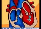 El sistema circulatorio y sus funciones | Recurso educativo 745240