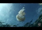 Las medusas, animales con mala fama. | Recurso educativo 746298
