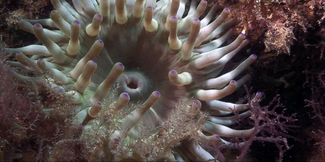 Ciclo biológico de los cnidarios I like the marine life. | Recurso educativo 682030