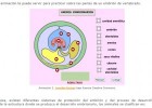 Desarrollo embrionario. Modelos de desarrollo | Recurso educativo 752951