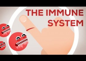 Cómo actúa el sistema inmune ante una infección | Recurso educativo 753423